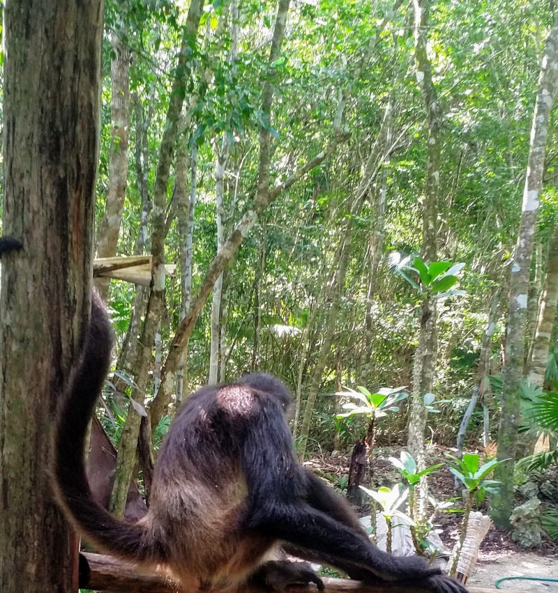 monkey-cropped monkey in the 'hood