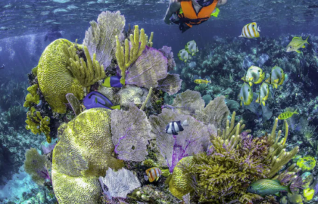 reef snorkeling