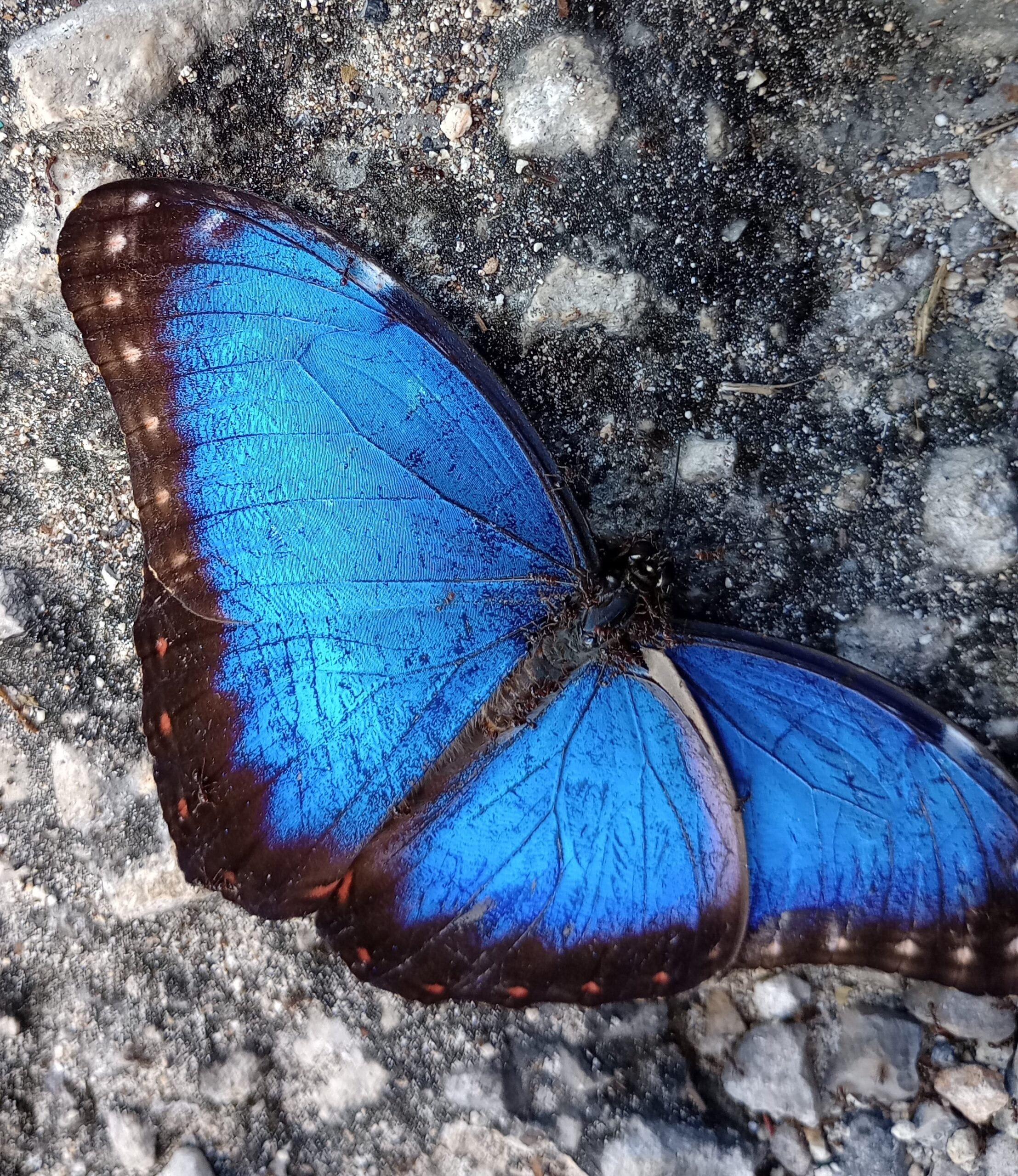 morpho butterfly