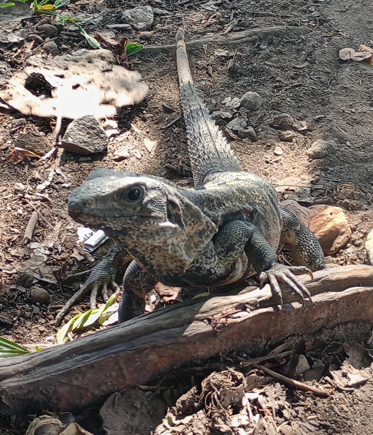 iguana