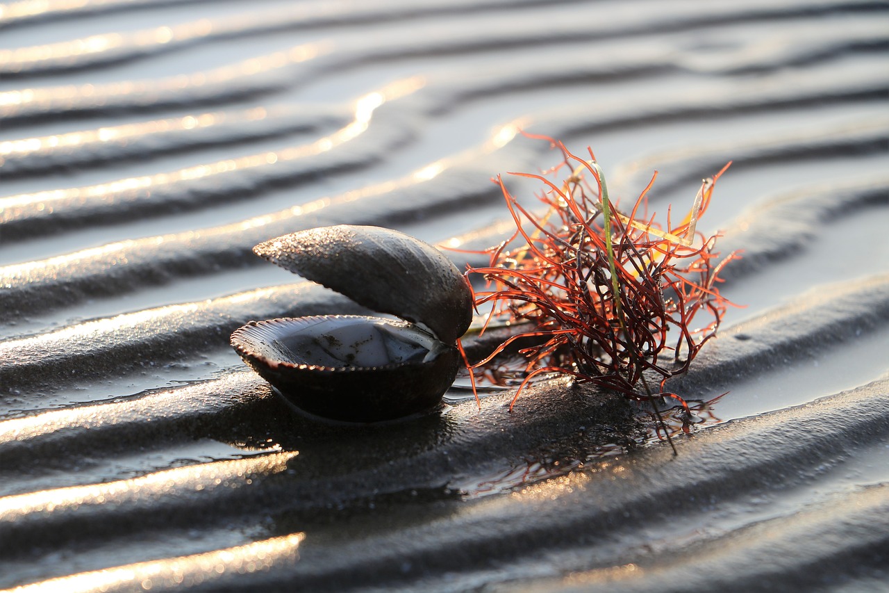 mussel
